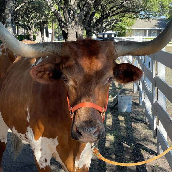 Live Longhorn Photos available for event planning at Total Events DFW in Dallas, TX