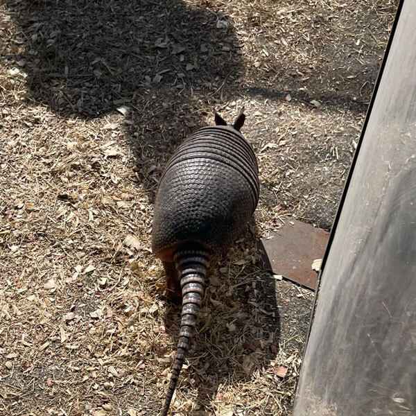 Armadillo races add-on for event planning in Dallas, TX, and surrounding areas