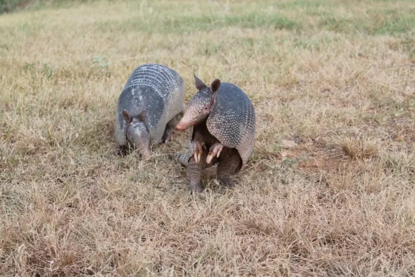 Featured image for “What Is the History of Armadillo Racing in Texas?”